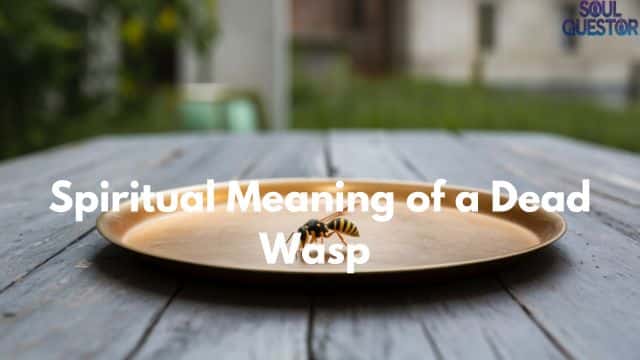 Spiritual Meaning of a Dead Wasp