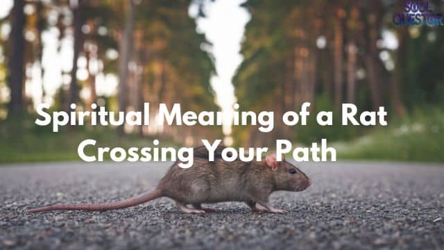 Spiritual Meaning of a Rat Crossing Your Path