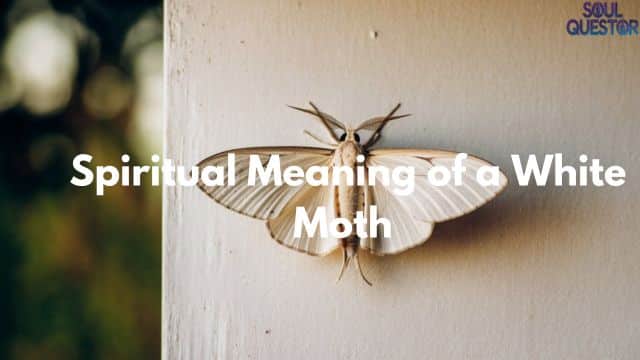 Spiritual Meaning of a White Moth