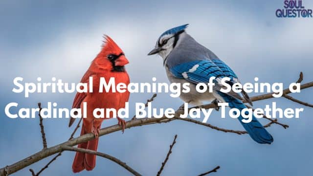 Spiritual Meanings of Seeing a Cardinal and Blue Jay Together