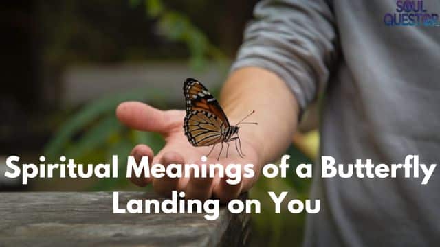 Spiritual Meanings of a Butterfly Landing on You