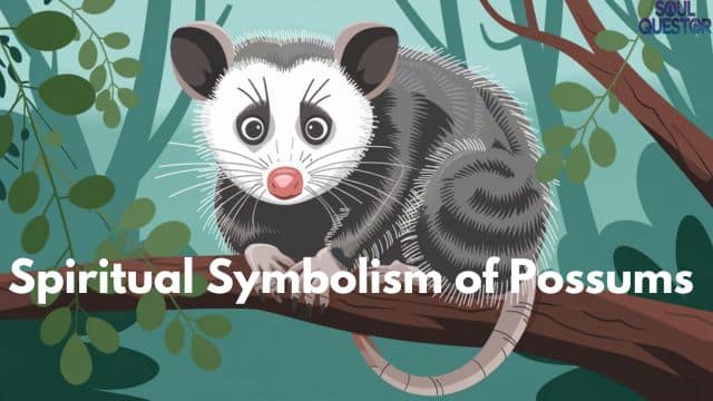 Spiritual Symbolism of Possums