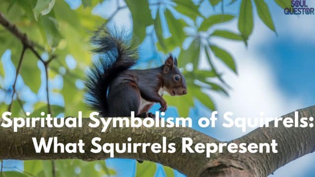 Spiritual Symbolism of Squirrels What Squirrels Represent