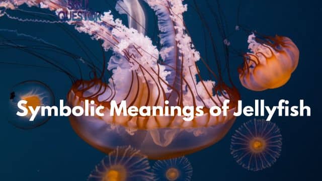 Symbolic Meanings of Jellyfish