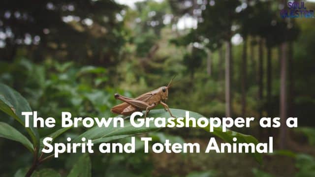 The Brown Grasshopper as a Spirit and Totem Animal