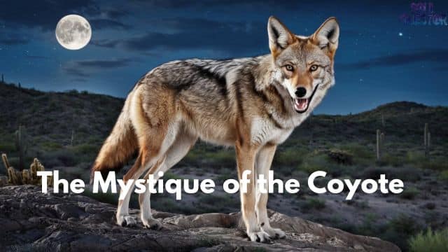 The Mystique of the Coyote