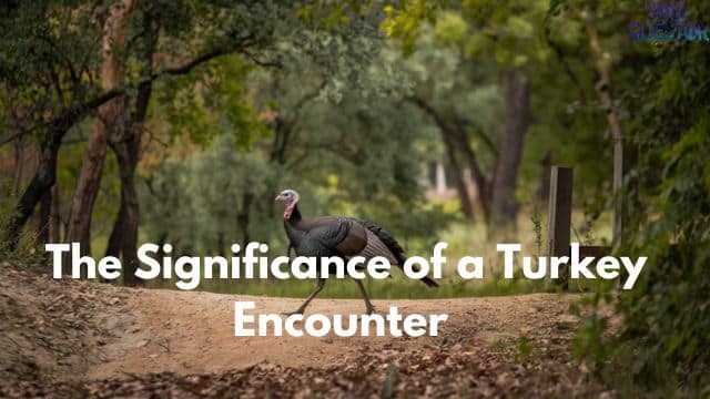 The Significance of a Turkey Encounter