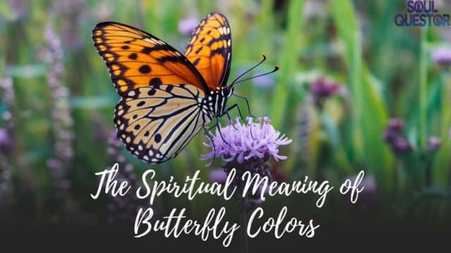 The Spiritual Meaning of Butterfly Colors