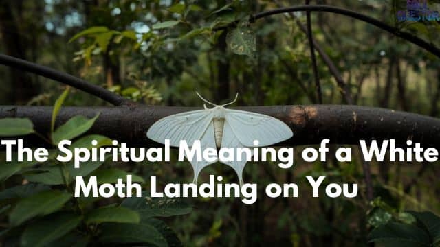 The Spiritual Meaning of a White Moth Landing on You