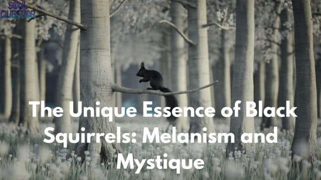 The Unique Essence of Black Squirrels Melanism and Mystique