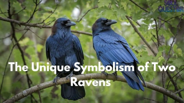 The Unique Symbolism of Two Ravens