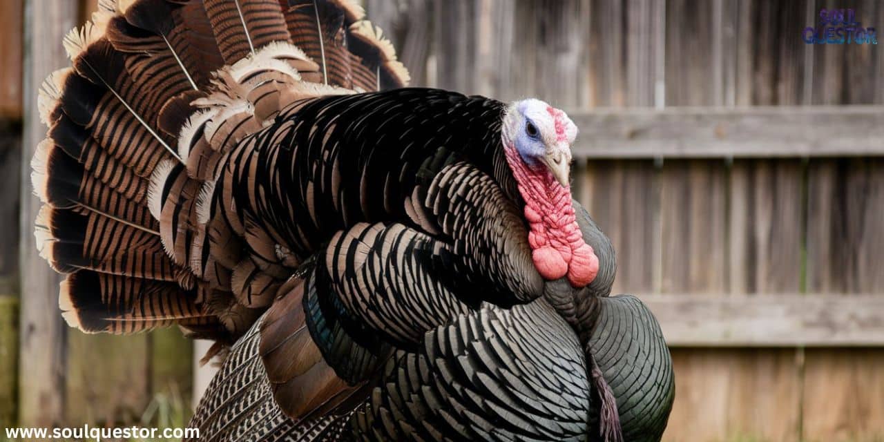 Turkey Feather Meaning Symbolism and Significance Explained