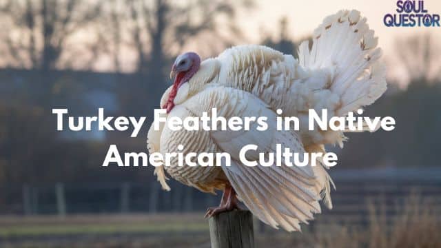 Turkey Feathers in Native American Culture