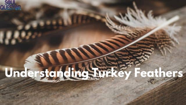 Understanding Turkey Feathers