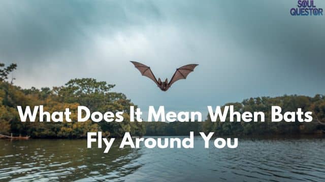 What Does It Mean When Bats Fly Around You